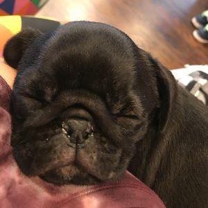 Meet your Posher, Gracie